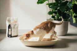 Almo Nature Zuinige Kattenbakvulling Klontvormend En Milieuvriendelijk - Inhoud 4,54 Kg -Winkel Voor Kattenbenodigdheden 1200x800 41