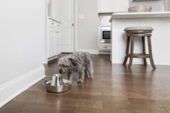 PetSafe® Seaside Stainless Steel Pet Fountain - RVS Drinkfontein Voor Katten En Kleine Honden - Water Borrelt Zacht Over De Toren - Door Het Design Van Alle Kanten Bereikbaar - 1,8 Liter - PetSafe Seaside -Winkel Voor Kattenbenodigdheden 1200x800 5