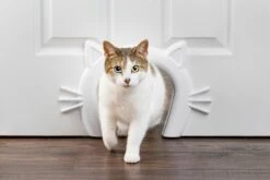 PetSafe Staywell® Cat Corridor - Kattendoorgang Voor Binnenshuis - Overschilderbaar Design - Voor Katten Tot 9 Kg - Staywell Cat Corridor -Winkel Voor Kattenbenodigdheden 1200x800 9