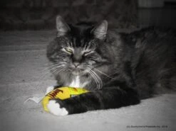 Yeowww! Chicata Banana - Speeltje Voor Katten Met Kattenkruid - De Meest Krachtige Catnip Ter Wereld – Onweerstaanbaar – Katoen – 17.7 Cm - Geel 14 Yeowww! Chicata Banana - Speeltje Voor Katten Met Kattenkruid - De Meest Krachtige Catnip Ter Wereld – Onweerstaanbaar – Katoen – 17.7 Cm - Geel -Winkel Voor Kattenbenodigdheden 1200x900 13