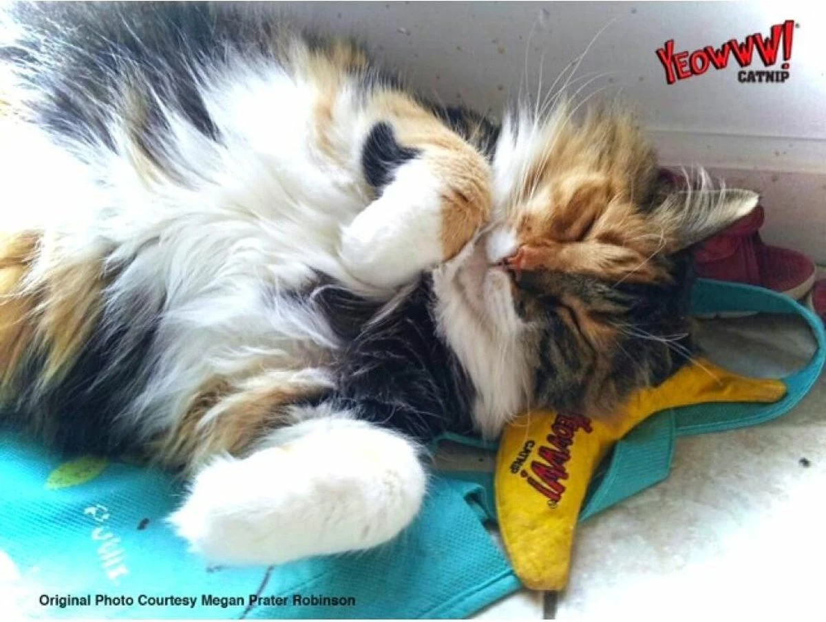 Yeowww! Chicata Banana - Speeltje Voor Katten Met Kattenkruid - De Meest Krachtige Catnip Ter Wereld – Onweerstaanbaar – Katoen – 17.7 Cm - Geel 6 Yeowww! Chicata Banana - Speeltje Voor Katten Met Kattenkruid - De Meest Krachtige Catnip Ter Wereld – Onweerstaanbaar – Katoen – 17.7 Cm - Geel - Afbeelding 4