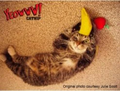 Yeowww! Chicata Banana - Speeltje Voor Katten Met Kattenkruid - De Meest Krachtige Catnip Ter Wereld – Onweerstaanbaar – Katoen – 17.7 Cm - Geel 13 Yeowww! Chicata Banana - Speeltje Voor Katten Met Kattenkruid - De Meest Krachtige Catnip Ter Wereld – Onweerstaanbaar – Katoen – 17.7 Cm - Geel -Winkel Voor Kattenbenodigdheden 1200x907 5