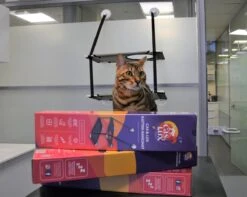 Cas & Lux Relaxerende Hangmat Voor Katten - Inclusief 2 Niveau's Met Sterke 30kg Draagkracht - Kattenhangmat - Kattenhangmat Raam – Kattenmand - Kattenhuis - Kattenkussen - Hangmat Kat - Kattenbed -Winkel Voor Kattenbenodigdheden 1200x959 2