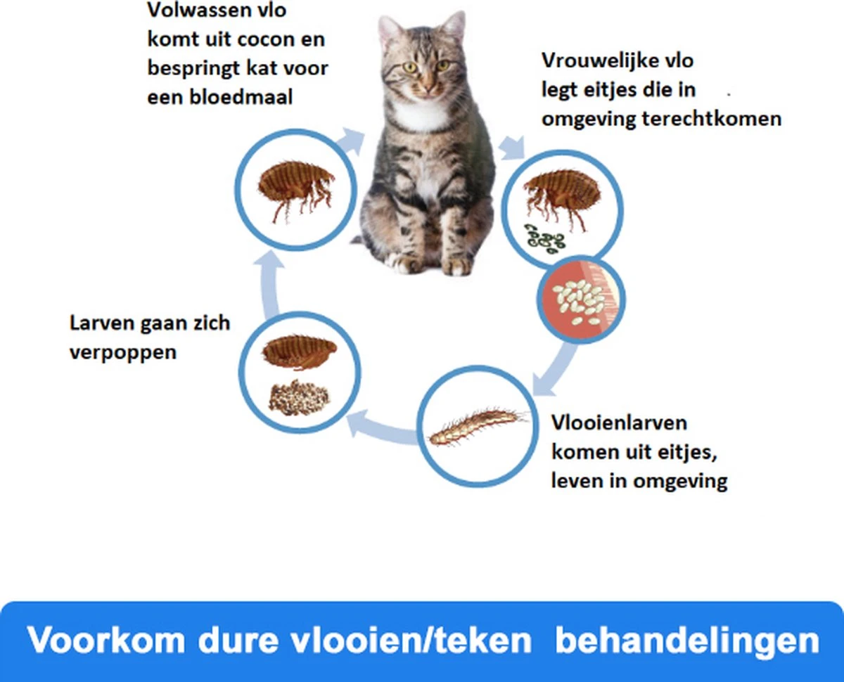 Anti-parasitaire Druppels Tegen Vlooien, Teken, Mijten En Luizen - Voor Katten Vanaf 12 Weken 4 Anti-parasitaire Druppels Tegen Vlooien, Teken, Mijten En Luizen - Voor Katten Vanaf 12 Weken - Afbeelding 2