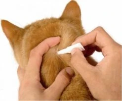 Frontline Kat/fret Combo Spot On -Winkel Voor Kattenbenodigdheden 1200x989 1