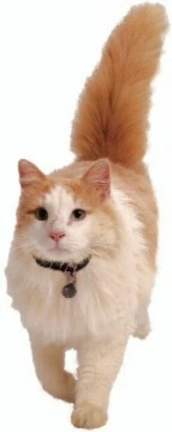 Petsafe 980 Kattenluik Magneetsleutel - Zilver 16 Petsafe 980 Kattenluik Magneetsleutel - Zilver -Winkel Voor Kattenbenodigdheden 478x1200