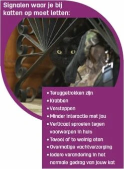 Feliway Classic - Startset - 1 Verdamper + 1 Vulling 48ml - Anti-stress Voor Kat 17 Feliway Classic - Startset - 1 Verdamper + 1 Vulling 48ml - Anti-stress Voor Kat -Winkel Voor Kattenbenodigdheden 881x1200 1