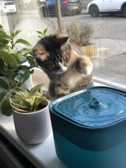No Logo - 3L - Drinkfontein Voor Huisdieren, Water Fontein - Waterdispenser - Waterautomaat Drinkbakken 3L Voor Huisdieren Katten - Honden - Konijnen - Goud - Groen - Kattenfontein - Fontein - Drink - Bak - Drinkbak - Hond - Konijn - Kat - 2l - 1l - 13 No Logo - 3L - Drinkfontein Voor Huisdieren, Water Fontein - Waterdispenser - Waterautomaat Drinkbakken 3L Voor Huisdieren Katten - Honden - Konijnen - Goud - Groen - Kattenfontein - Fontein - Drink - Bak - Drinkbak - Hond - Konijn - Kat - 2l - 1l - -Winkel Voor Kattenbenodigdheden 899x1200 3