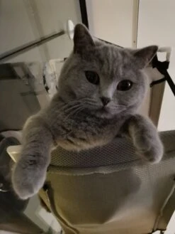 Cas & Lux Relaxerende Hangmat Voor Katten - Inclusief 2 Niveau's Met Sterke 30kg Draagkracht - Kattenhangmat - Kattenhangmat Raam – Kattenmand - Kattenhuis - Kattenkussen - Hangmat Kat - Kattenbed -Winkel Voor Kattenbenodigdheden 900x1200 11