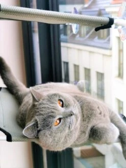 Cas & Lux Relaxerende Hangmat Voor Katten - Inclusief 2 Niveau's Met Sterke 30kg Draagkracht - Kattenhangmat - Kattenhangmat Raam – Kattenmand - Kattenhuis - Kattenkussen - Hangmat Kat - Kattenbed -Winkel Voor Kattenbenodigdheden 900x1200 12