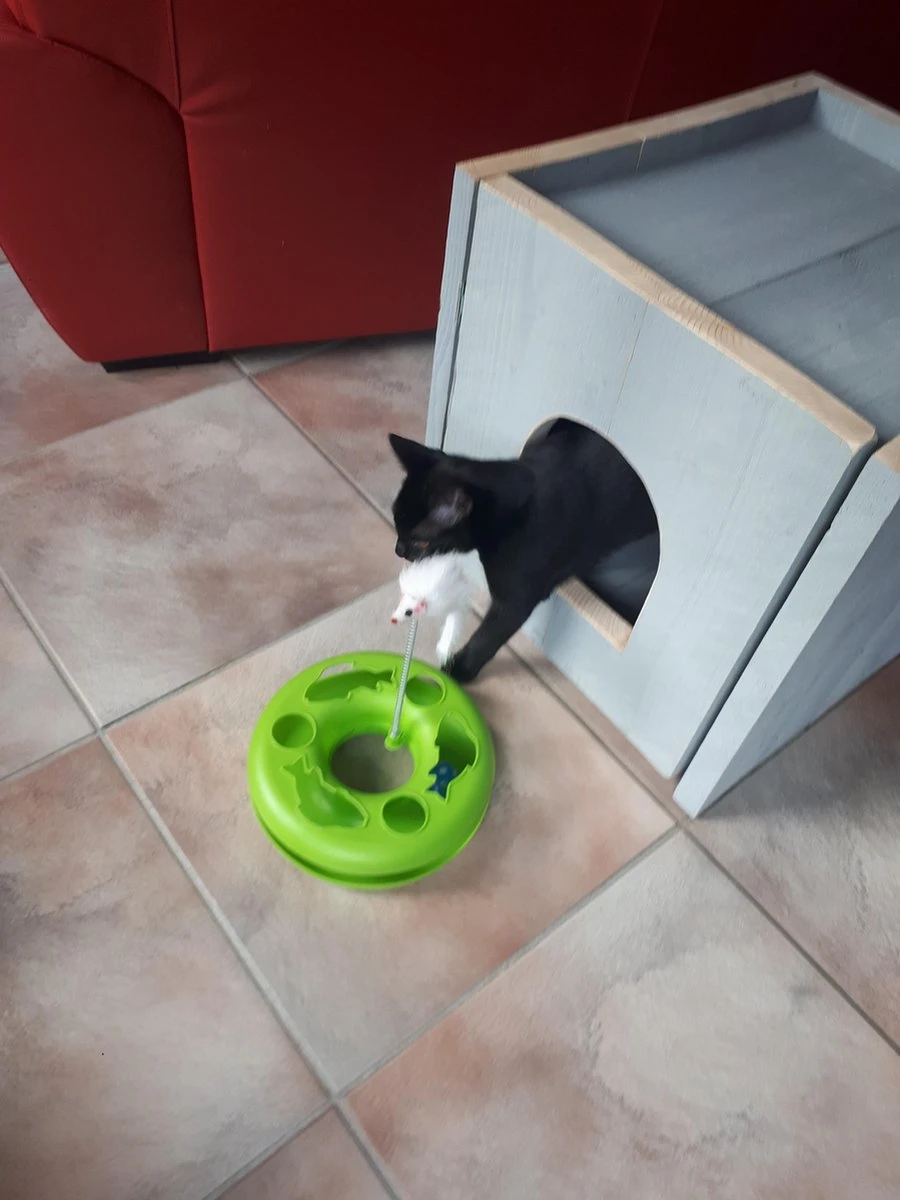 Bronneger Exclusive - Kattenhuis - XXL - Kattenbak Ombouw Kast - Kattenmand 12 Bronneger Exclusive - Kattenhuis - XXL - Kattenbak Ombouw Kast - Kattenmand - Afbeelding 10