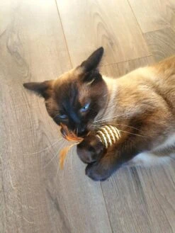 Make Life Beautiful® - Kattenspeeltjes Set - 7-delig - Kattenspeelgoed - Kattenhengel - Speelmuisjes - Kattenspeelgoed Set -Winkel Voor Kattenbenodigdheden 900x1200 45