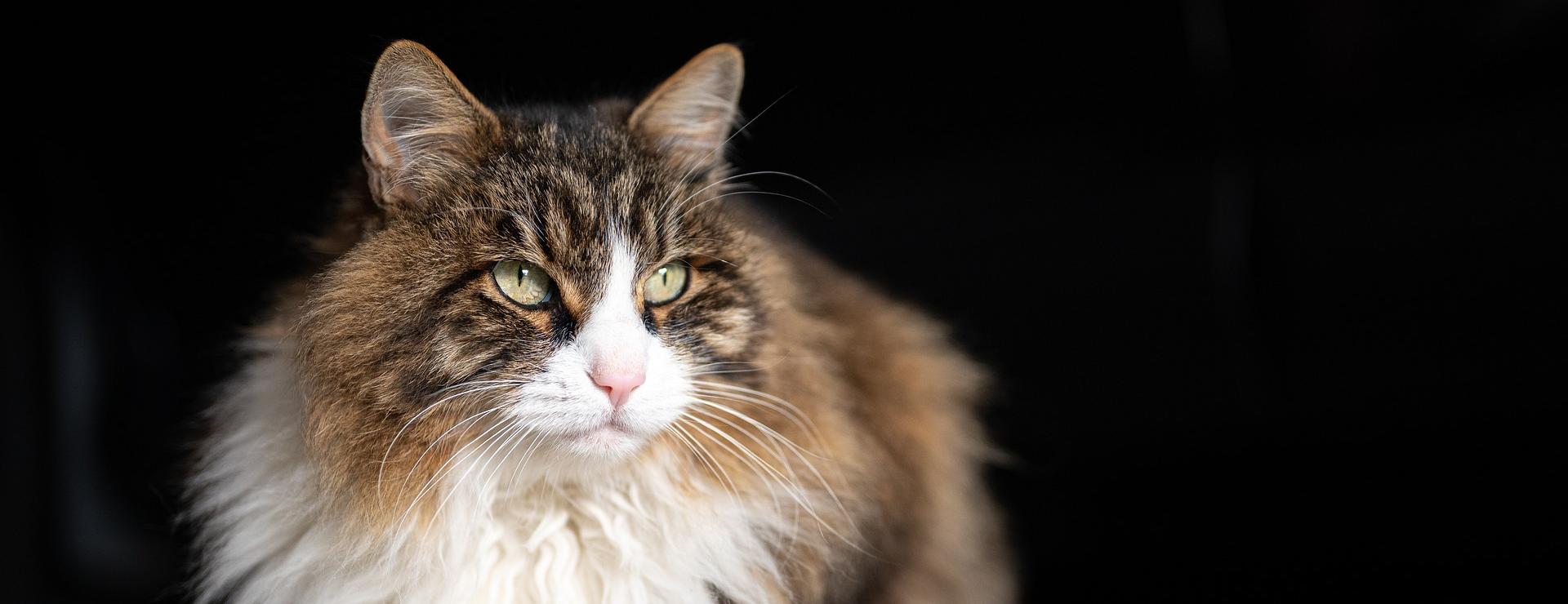 Winkel Voor Kattenbenodigdheden -Winkel Voor Kattenbenodigdheden cat 6762936 1920