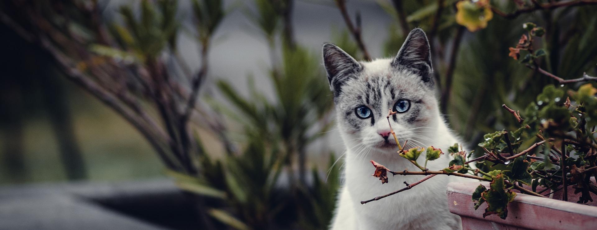 Winkel Voor Kattenbenodigdheden -Winkel Voor Kattenbenodigdheden cat 7688749 1920